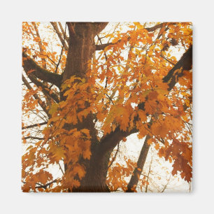 Autumn Leaves Magnet