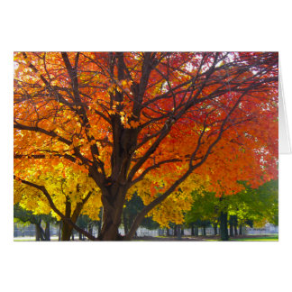 Autumn Leaves of Yellow and Orange Photo Cards