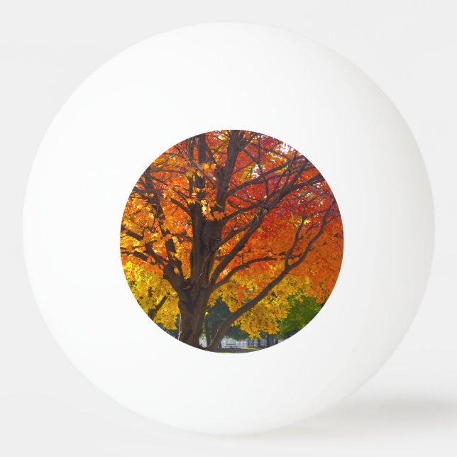 Autumn Leaves of Yellow and Orange Photo Ping-Pong Ball (Front)