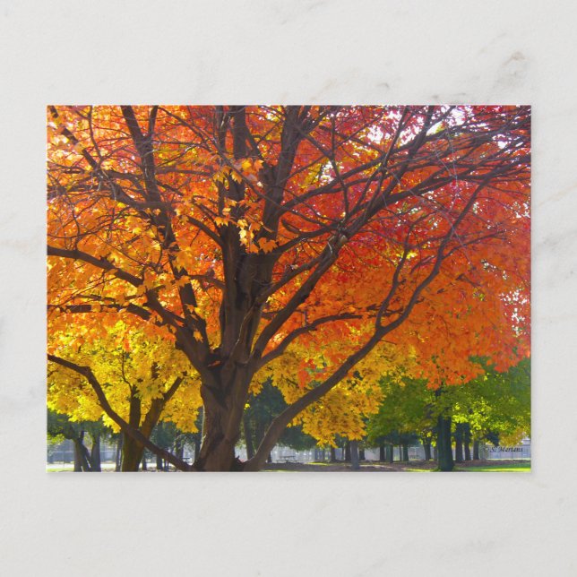 Autumn Leaves of Yellow and Orange Photo Postcard (Front)