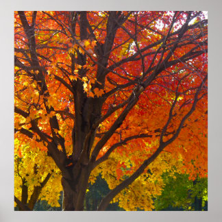 Autumn Leaves of Yellow and Orange Photo Poster