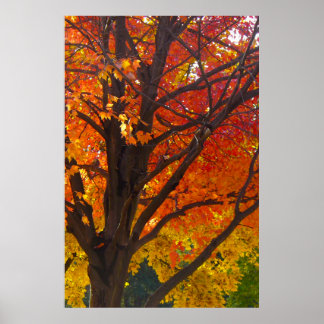 Autumn Leaves of Yellow and Orange Photo Poster