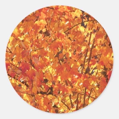 Autumn Leaves on Tree _ photograph    Classic Round Sticker