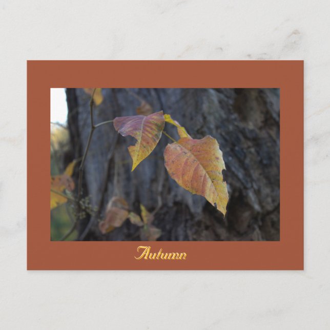 Autumn Leaves on Tree Postcard (Front)