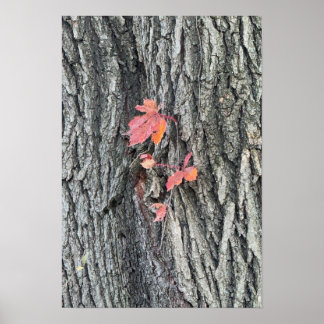 Autumn Leaves on Tree Poster