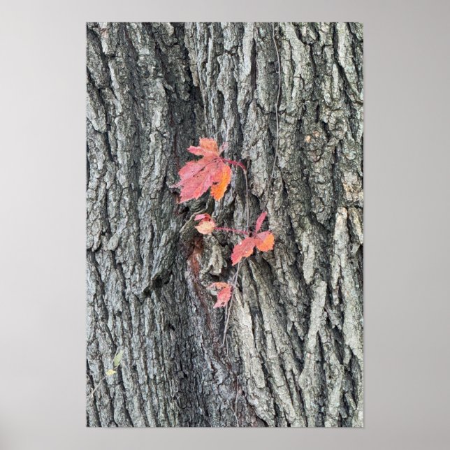 Autumn Leaves on Tree Poster (Front)