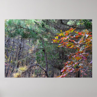 Autumn Leaves Photo Poster