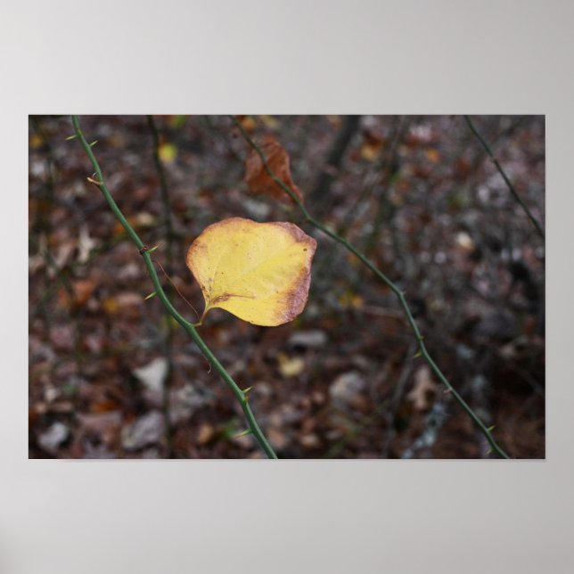 Autumn Leaves Photo Poster (Front)