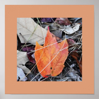 Autumn Leaves Photo Poster