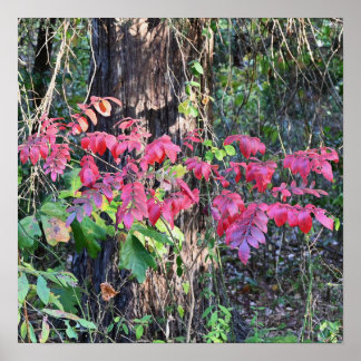 Autumn Leaves Photo Poster