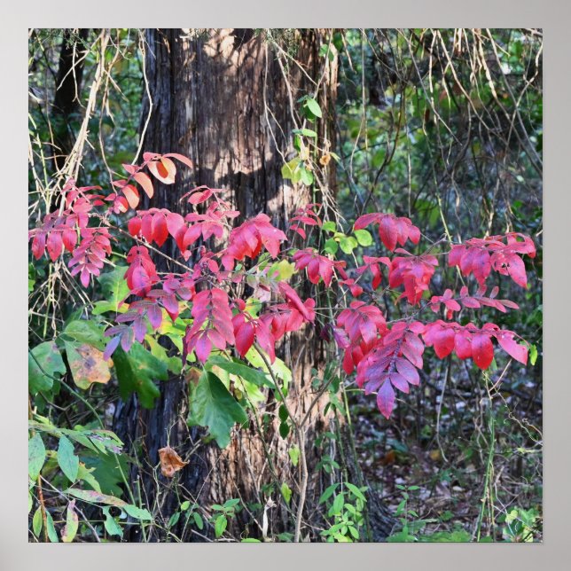 Autumn Leaves Photo Poster (Front)