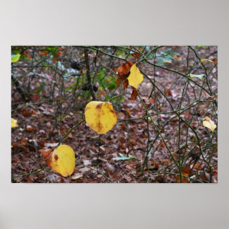 Autumn Leaves Photo Poster