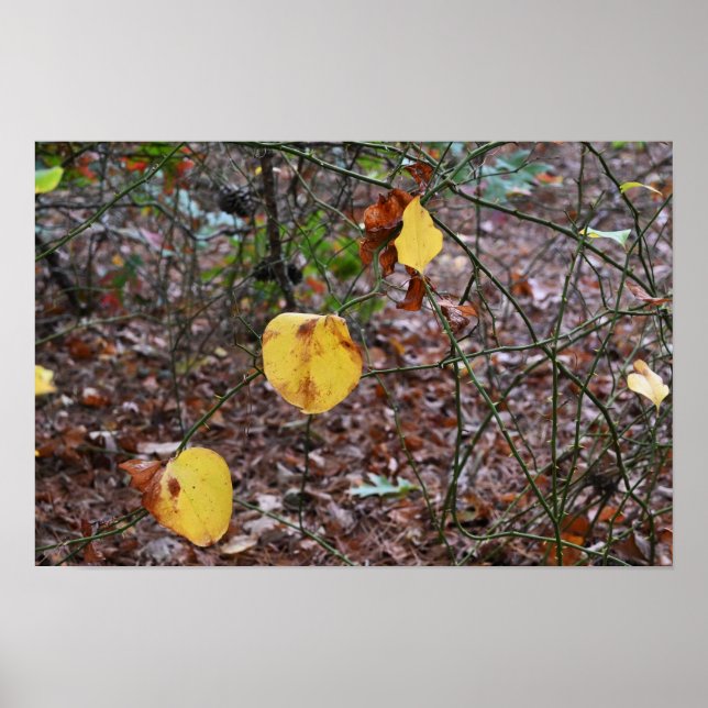 Autumn Leaves Photo Poster (Front)