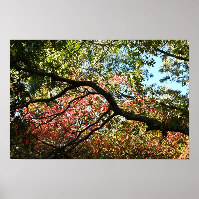 Autumn Leaves Photo Poster (Front)
