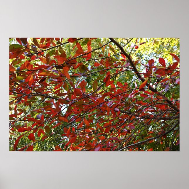 Autumn Leaves Photo Poster (Front)