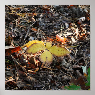 Autumn Leaves Photo Poster