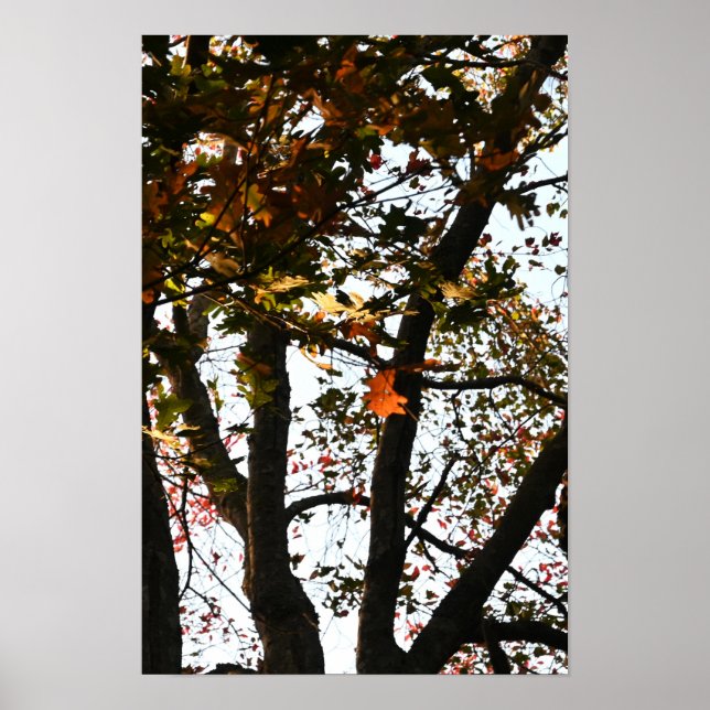 Autumn Leaves Photo Poster (Front)