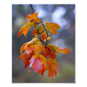 Autumn Leaves Photo Print