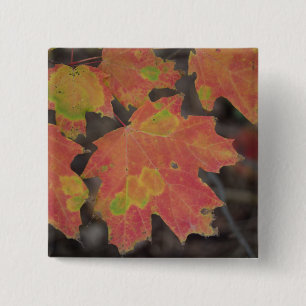 Autumn Leaves Pinback Button