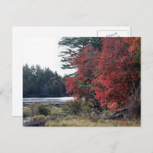 Autumn Leaves Pond Nature Photography Postcard