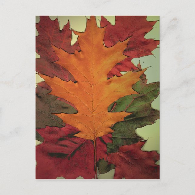 Autumn Leaves Postcard (Front)