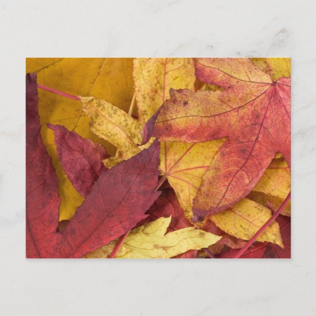 Autumn Leaves Postcard (Front)