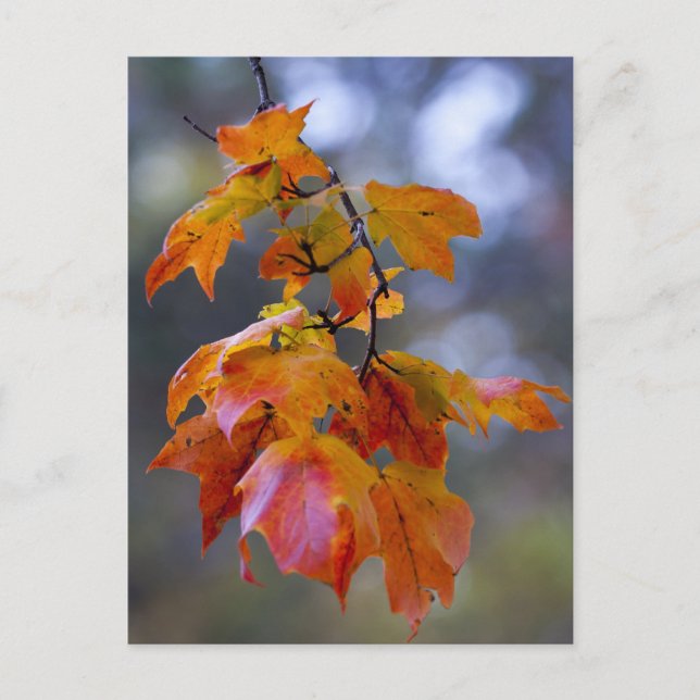 Autumn Leaves Postcard (Front)