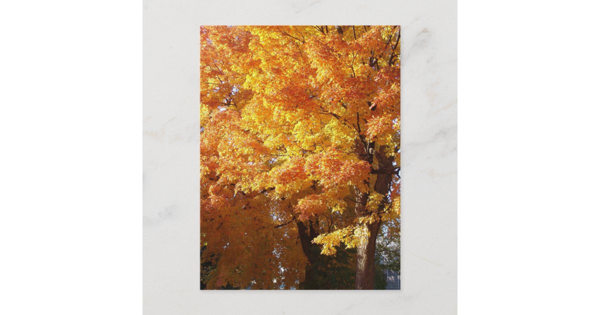 AUTUMN LEAVES POSTCARD | Zazzle