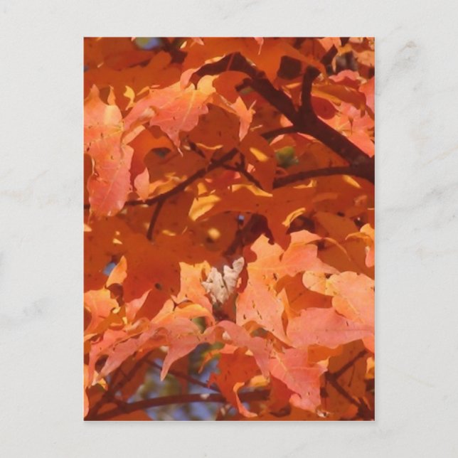 Autumn Leaves Postcard (Front)