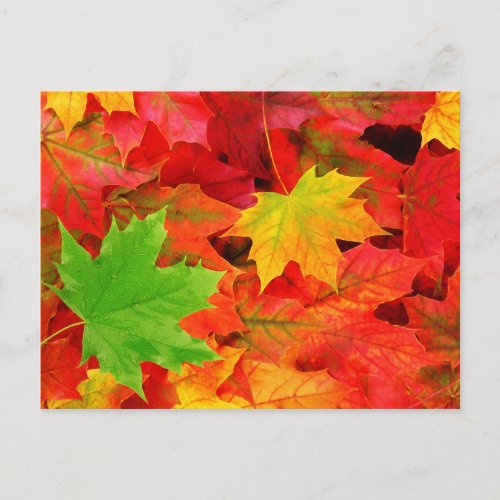 Autumn Leaves Postcard