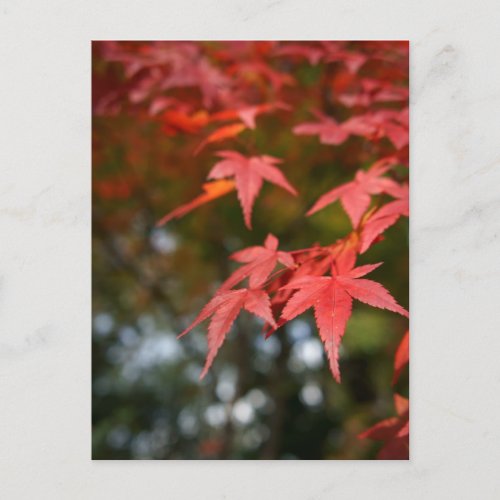 Autumn Leaves Postcard