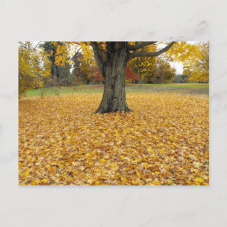 Autumn Leaves Postcard