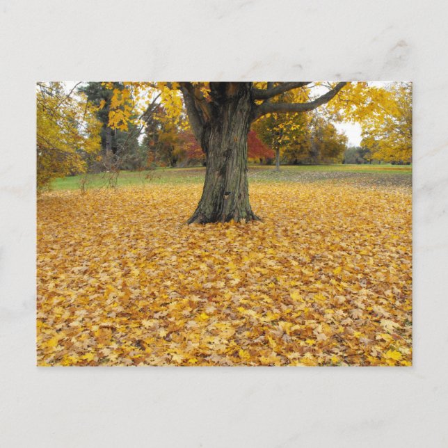 Autumn Leaves Postcard (Front)
