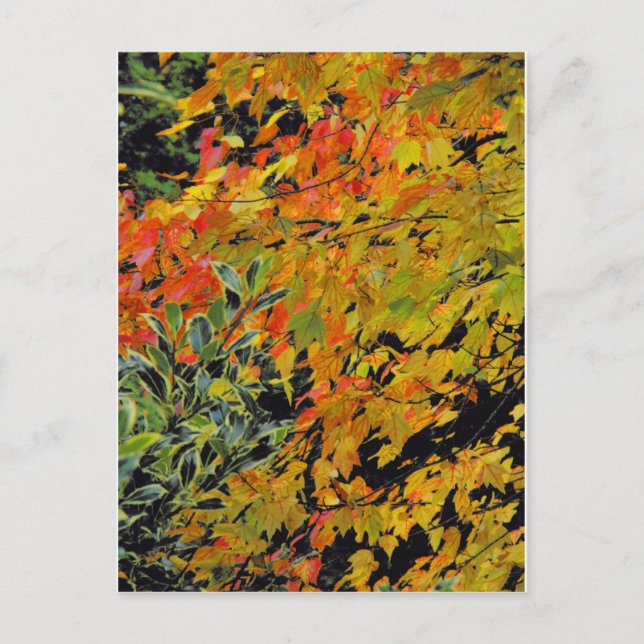 Autumn Leaves Postcard (Front)