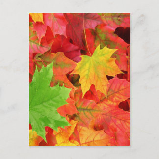 AUTUMN LEAVES POSTCARD