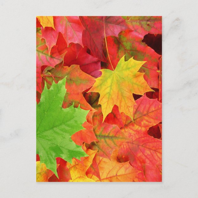 AUTUMN LEAVES POSTCARD (Front)