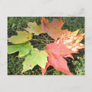 Autumn leaves postcard