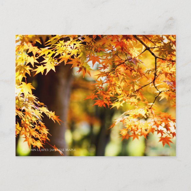 Autumn Leaves Postcard (Front)