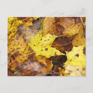 Autumn Leaves Postcard