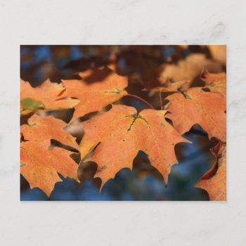 Autumn Leaves Postcard by lynnsphotos at Zazzle