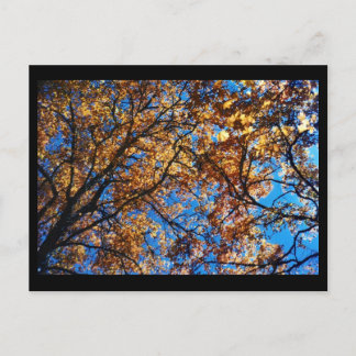 Autumn Leaves Postcard