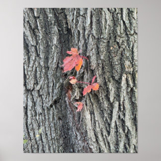Autumn Leaves Poster
