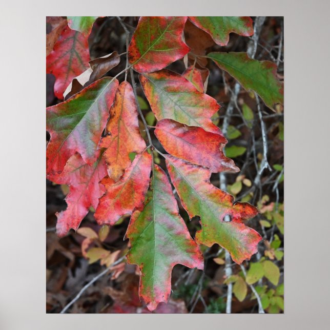 Autumn Leaves Poster (Front)