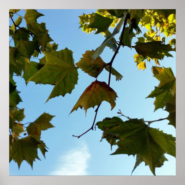 autumn leaves poster (Front)