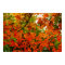 Autumn Leaves Poster