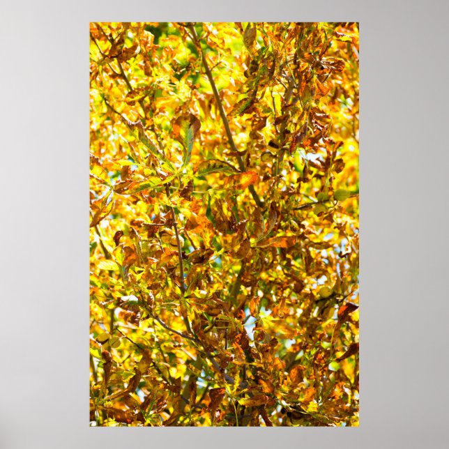 Autumn leaves poster (Front)