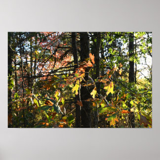 Autumn Leaves Poster