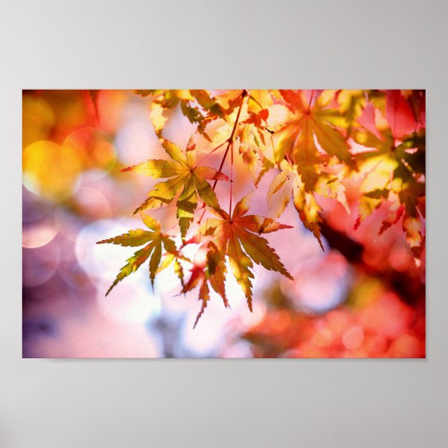 Autumn Leaves Poster (Front)