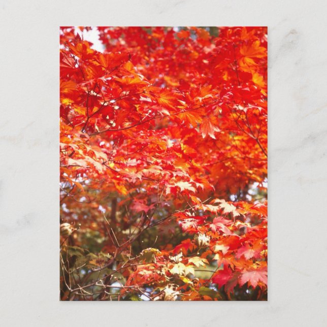 Autumn leaves, Sapporo Postcard (Front)