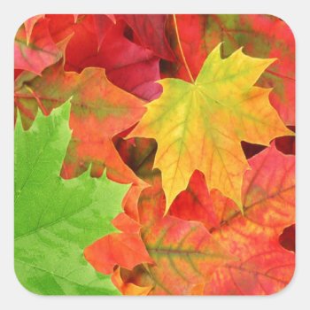 Autumn Leaves Square Sticker by pjan97 at Zazzle